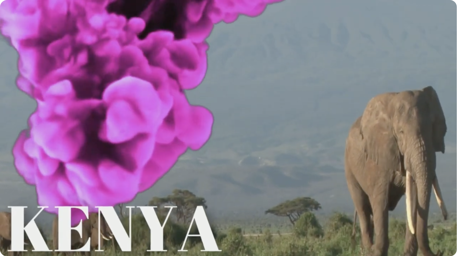 African Safari – Splash of Colour